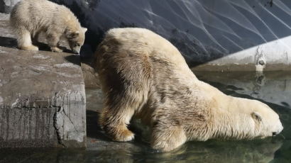 [사진] 새끼 북극곰 ‘엄마 따라 물속으로…’