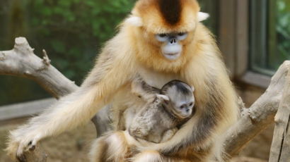 [사진] 에버랜드 동물원, 새끼 황금원숭이 공개