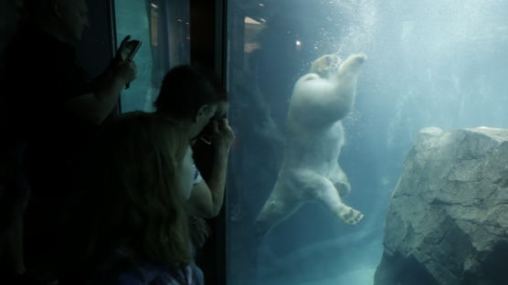 [사진] 북극곰 세계 ‘프란츠 요제프 란트’