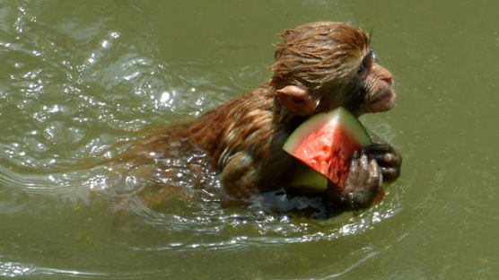 [사진] ‘너무 더워서…’ 수박 들고 헤엄치는 원숭이