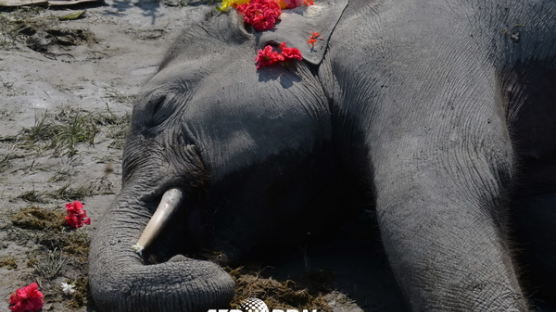 [사진] 감전으로 목숨 잃은 코끼리 … 사연은