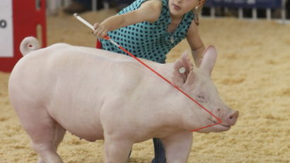 [사진] '우리 돼지가 최고 돼지'