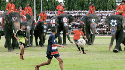 [사진] 코끼리와 축구를