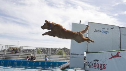 [사진] '물 두렵지 않아요' 반려견 다이빙 대회