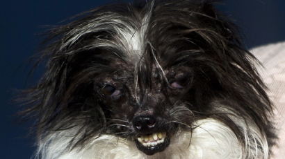 [사진] 세계에서 가장 못생긴 개는? '땅콩'
