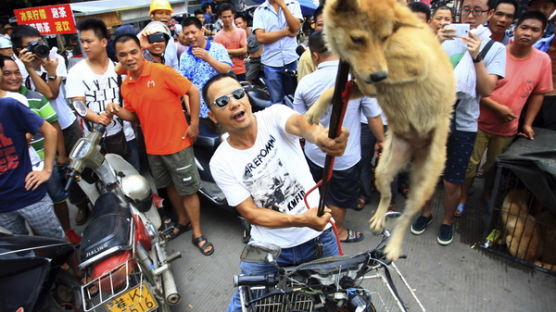 [사진] 중국 개고기 축제 반대하는 동물 애호가들