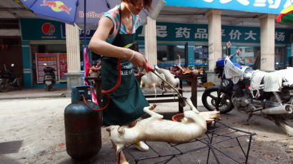 [사진] 중국 개고기 식용반대 여파, 위린시 개고기 축제 축소