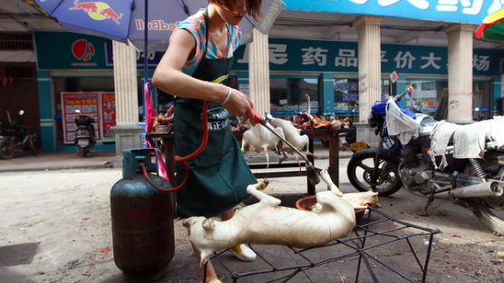 [사진] 중국 개고기 식용반대 여파, 위린시 개고기 축제 축소