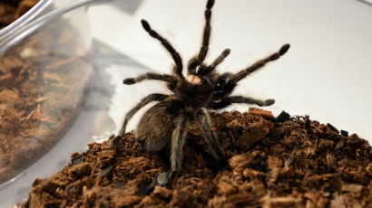 [사진] 미국자연사박물관 ‘살아있는 거미’展