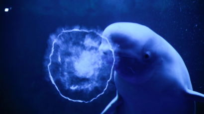 [사진] ‘엔젤링’ 만드는 흰고래 벨루가