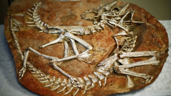 [사진] 美 ‘갈리미무스’ 화석 반환식