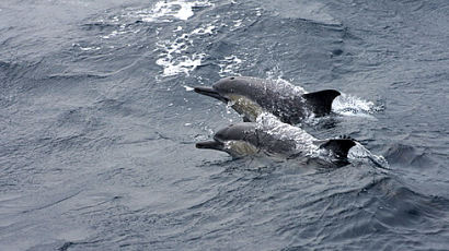 고래바다여행선, 참돌고래떼 4000마리 발견
