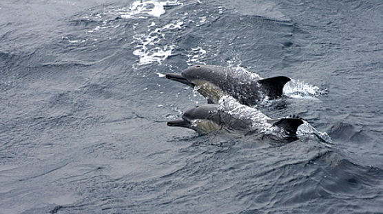고래바다여행선, 참돌고래떼 4000마리 발견