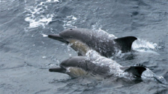 [사진] 울산 앞바다에 참돌고래 4000여 마리