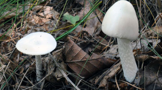독버섯의 종류, 종류에 따라 증상 달라…심하면 3~4일내 사망
