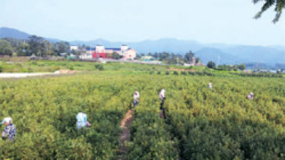 춘천 비타민 나무 농장, 15년간 매년 480만~720만원 배당금