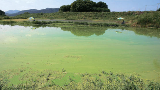가뭄·녹조 … 낙동강은 거대한 '오염 호수'