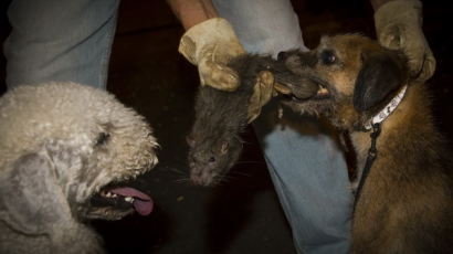 [사진] 미 뉴욕시 '쥐 소탕 작전' 나선 개들