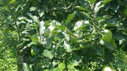 [농·마·드: 농부 마음 드림] (21) 일곱 청년이 생산하는 '장수 사과'