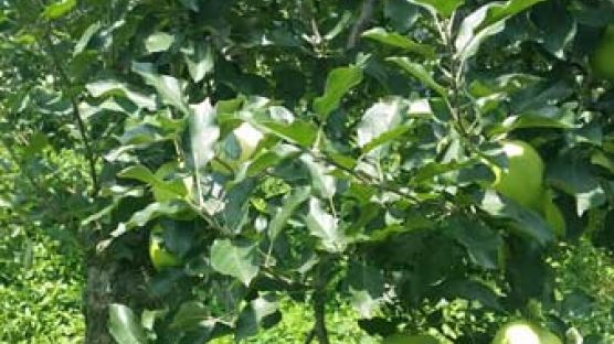[농·마·드: 농부 마음 드림] (21) 일곱 청년이 생산하는 '장수 사과'