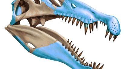최초의 수영하는 육식 공룡 스피노사우루스 정체 밝혀져…"콧구멍이 머리에?"