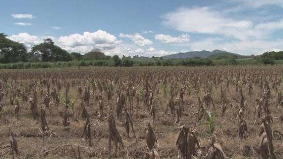  ‘100년 가뭄 올 수 있다’ 기근으로 고통받는 북중미 르포 