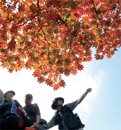 커버스토리] 단풍아, 어디 가면 너랑 놀 수 있니 | 중앙일보