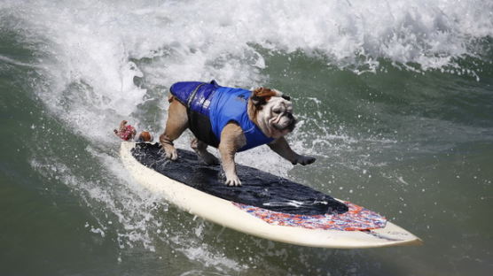 [사진] 서핑하는 개들 ‘실력이 예사롭지 않아’