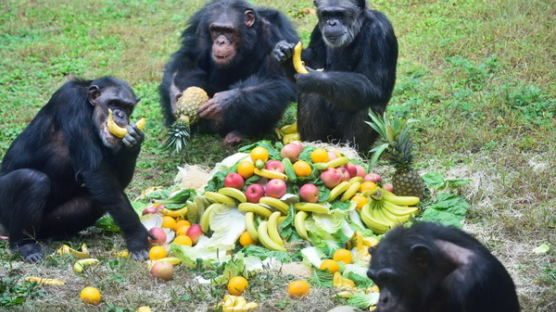 [사진] ‘세계 동물의 날’ 앞두고… 특식 먹는 동물 가족
