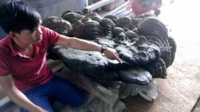 무게 220kg 괴물 영지버섯…모양·가격 모두 '헉'