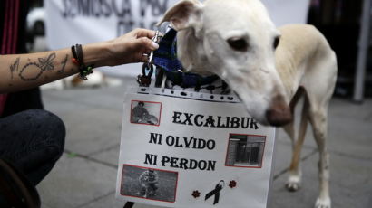 [사진] 스페인, 첫 에볼라 감염 환자 반려견 안락사