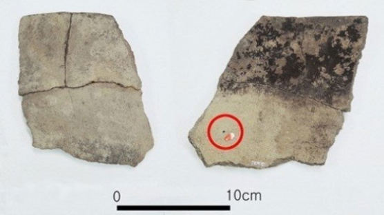 가장 오래된 팥 흔적, 7000년 전 재배 가능성…강원 양양서 발견돼