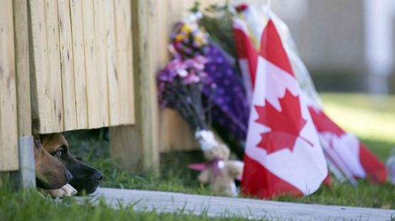 캐나다 총격사건 이후…돌아오지 않는 주인 기다리는 충견(忠犬)들
