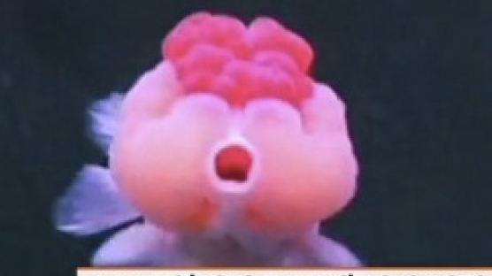 중국 미녀 금붕어 선발대회 "어머 원장님, 머리가 이게 뭔가요…"
