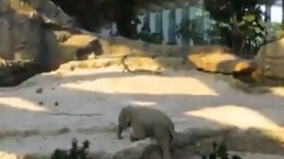 대단한 코끼리의 자식사랑…"마음을 따뜻하게 해 주는 영상"