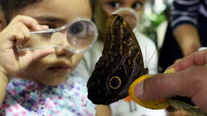 [사진] '나비 온실: 겨울에 사는 열대 나비들'展