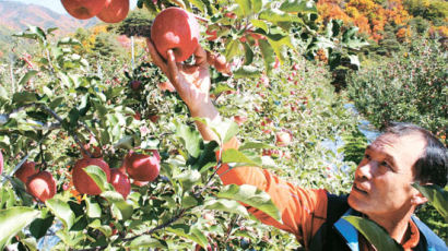 오메가3 사과, 한라봉 … 국산 과일의 반격