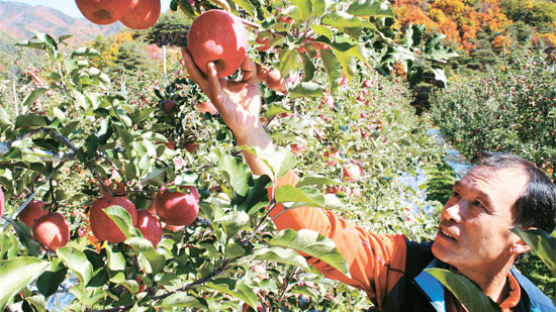 오메가3 사과, 한라봉 … 국산 과일의 반격