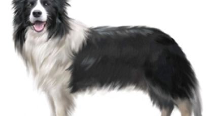 양치기 개 '보더콜리'의 성격…"똑똑하고 충성심 깊어"
