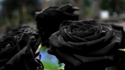 터키 할페티 마을 '검은색 장미'…특별한 색 띠는 이유는?