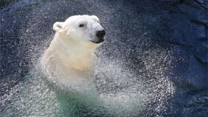 북극곰 개체 수 급감, 새끼 80마리 중 살아남은 수가 겨우…'충격'