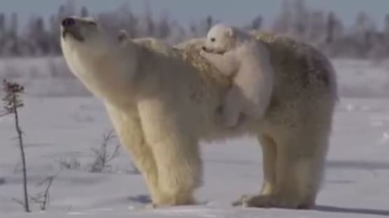‘코카콜라 마스코트’ 북극곰 개체 수 급감, 새끼 북극곰 생존율은 절망적…
