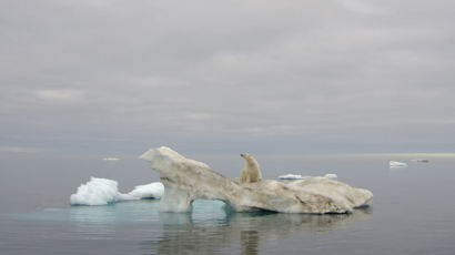 북극곰 개체 수 급감…주요 서식지 "1600마리에서 900마리로 줄어" 이유는?