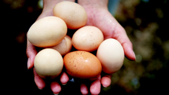 달걀 칼로리, 100g에 138칼로리…조리법마다 칼로리 달라져 '왜?'