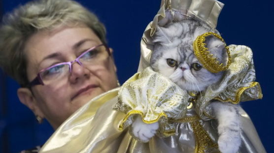 [사진] ‘고양이 팔자가 상팔자?’ 드레스 입은 고양이들