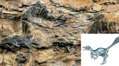 [사진] 두개골까지 선명 … 하동 28㎝ 공룡 화석