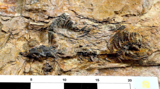 초소형 육식공룡 화석 발견…온전한 형태로 남은 화석 발견은 최초