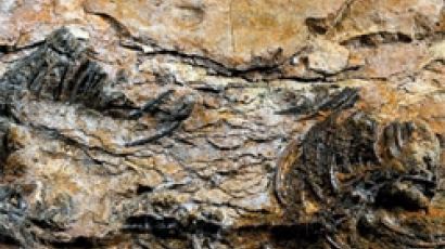 초소형 육식공룡 화석 발견, 크기 50㎝ 초소형…먹을 게 있나?