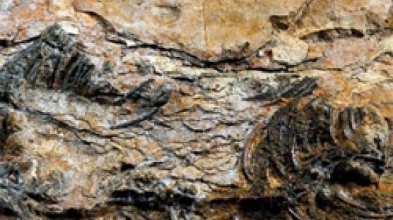 초소형 육식공룡 화석 발견, 크기 50㎝ 초소형…먹을 게 있나?