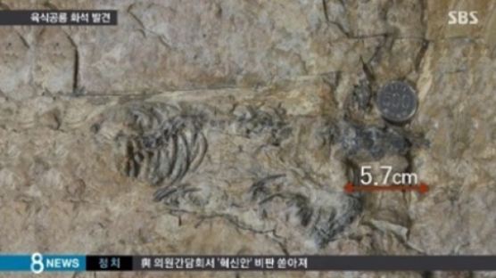 초소형 육식공룡 화석 발견, 전체 몸길이는 고작 50cm…'애완견이야?'